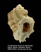 Coralliophila erosa (f) abbreviata